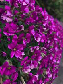 Rock Cress Seeds - 150 Count, Aubrieta Cascading Purple Flowers, Perennial Ground Cover