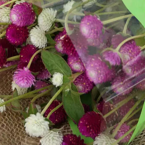 Gomphrena Seeds - Audray Mix - 25 Pack - Vibrant Annual Flower Seeds - Gomphrena globosa