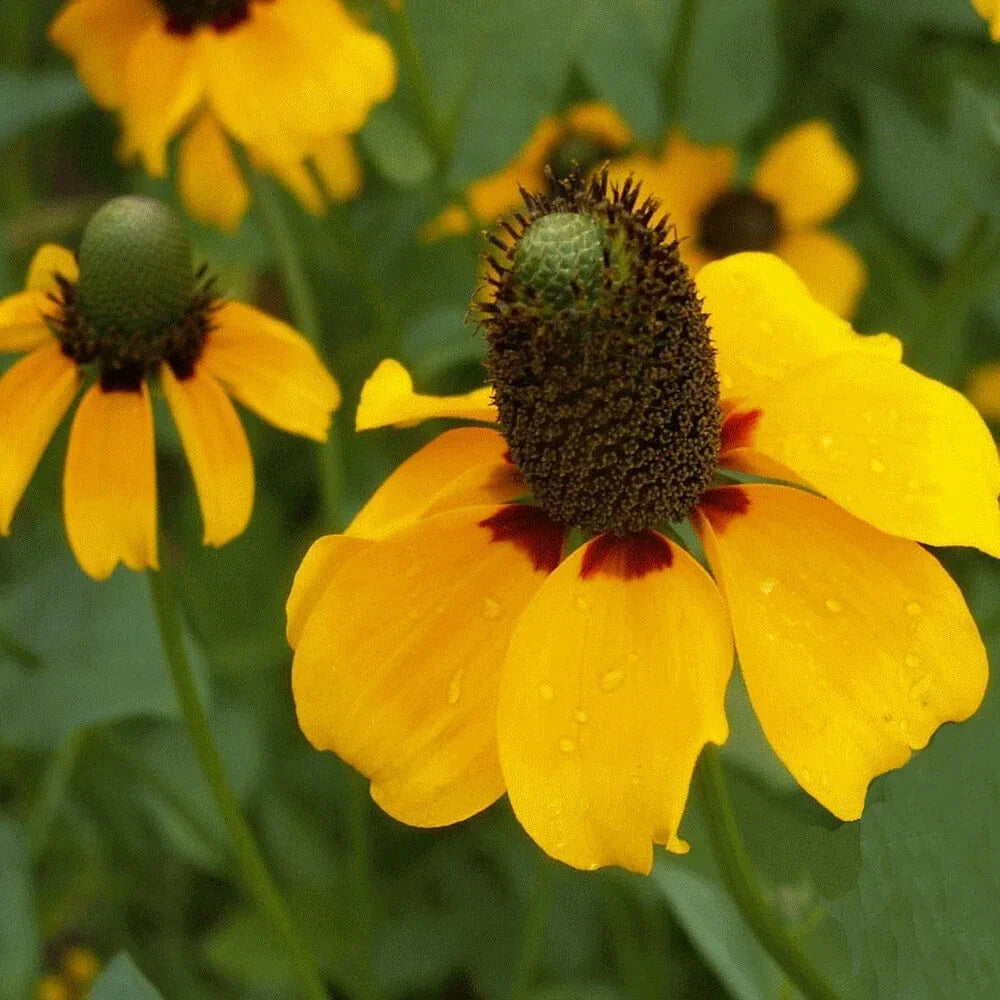 Clasping Coneflower Seeds | Non-GMO Rudbeckia amplexicaulis | Bulk Pack for Gardening, Perennial, Yellow Flowers