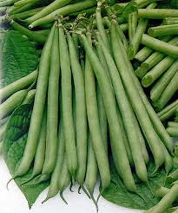 Heirloom Bean Seeds Mix - Non-GMO Garden Collection, 4 Top Varieties for Planting