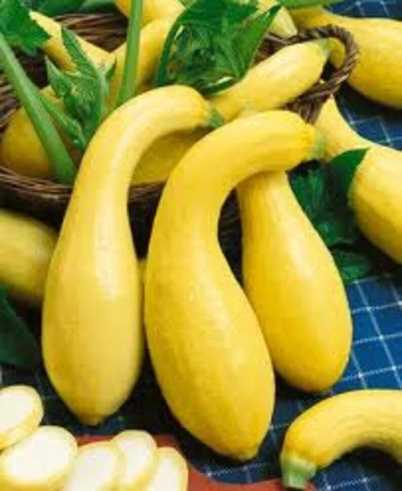 Yellow Crookneck Squash Seeds - Heirloom Non-GMO, Golden Summer Variety, Cucurbita pepo, 25+ Seeds for Gardening