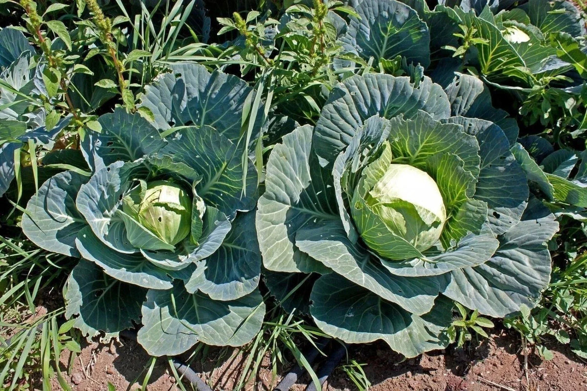 Brunswick Cabbage Seeds - 400+ Heirloom NON-GMO Fresh Seeds - Brassica oleracea