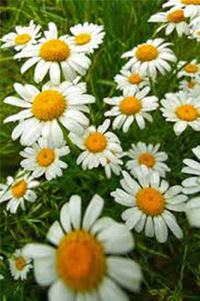 German Chamomile Seeds - Heirloom NON-GMO 500 Seeds - Matricaria chamomilla