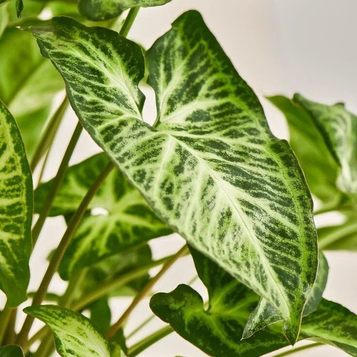 White Butterfly Syngonium Podophyllum Plant - Indoor Houseplant, Arrowhead Vine, Easy Care, Variegated Green and White Foliage