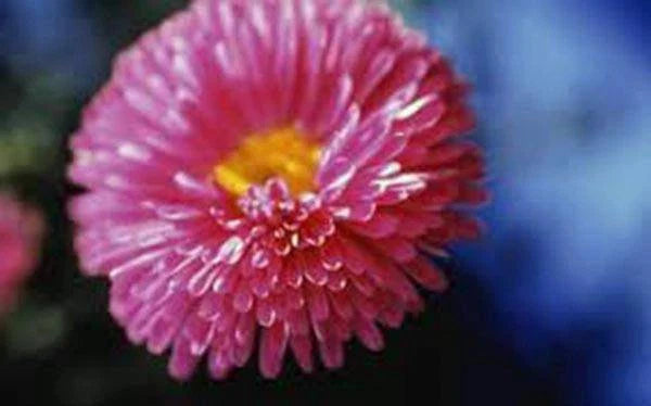 Aster Seeds - 25+ Rainbow Variety - Vivid Bright Blooms - Aster spp.