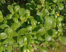 Golden Purslane Seeds - Non-GMO Portulaca Sativa for High Omega-3, Easy to Grow, Nutrient-Rich, Garden Seeds, Packaged with Tracking