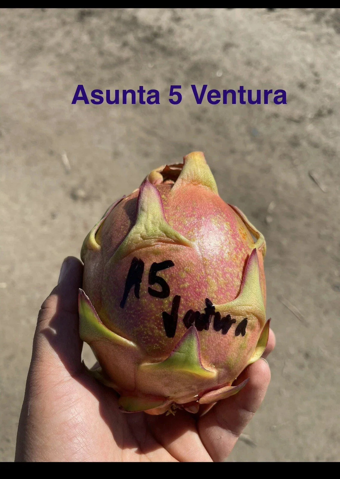 Mature Cuttings 12-17 Inch "ASUNTA 5 VENTURA" Variety - Ideal for Propagation, Gardening, and Indoor Planting