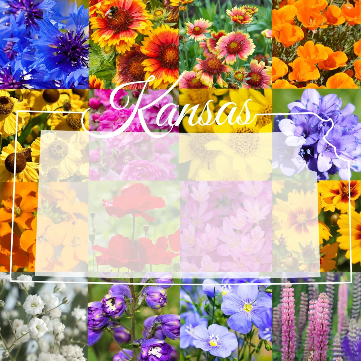 Wildflower Seed Mix 1/4 Pound Bulk Native Western Kansas Covering 800 sq ft for Pollinator Gardens