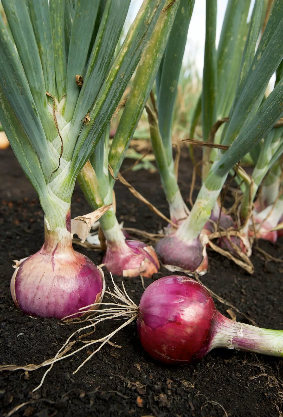 Scarlet Bandit Onion Seeds - Bunching Vegetable, Non-GMO Allium fistulosum, 200+ Seeds for Home Garden & Culinary Use