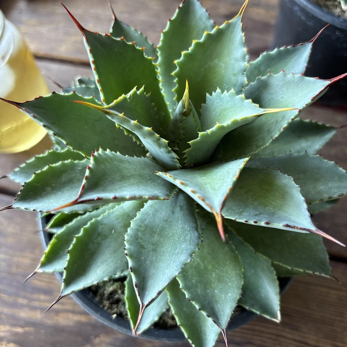 Agave Potatorum Plant, 6" Rooted in Pot, Succulent Variety, Live Houseplant, Perfect for Indoor or Outdoor Use