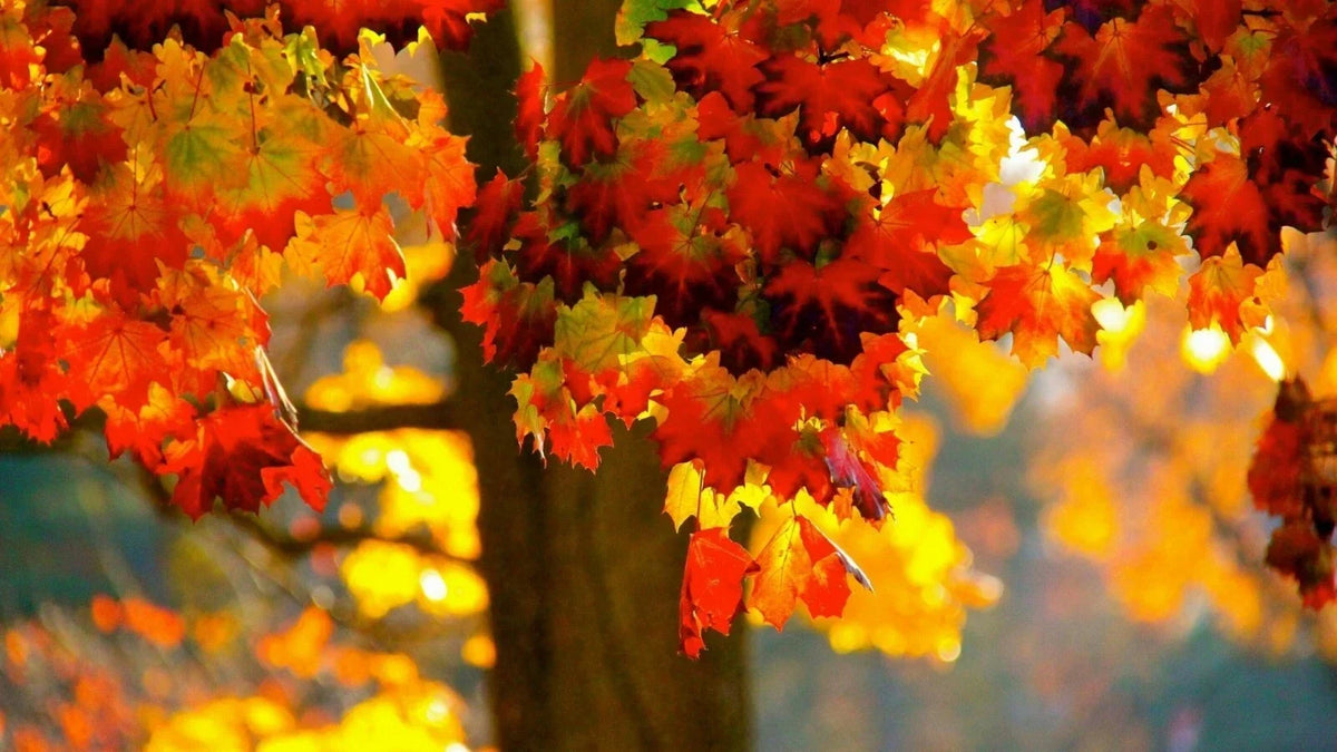 Norway Maple Tree Seeds - 20 Count Acer platanoides Fall Foliage Seeds for Landscaping and Garden