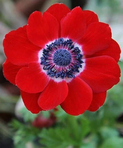 Anemone Red Poppy Hollandia Seeds – Vibrant Annual Flower Seeds for Garden, Papaver rhoeas, Attracts Pollinators
