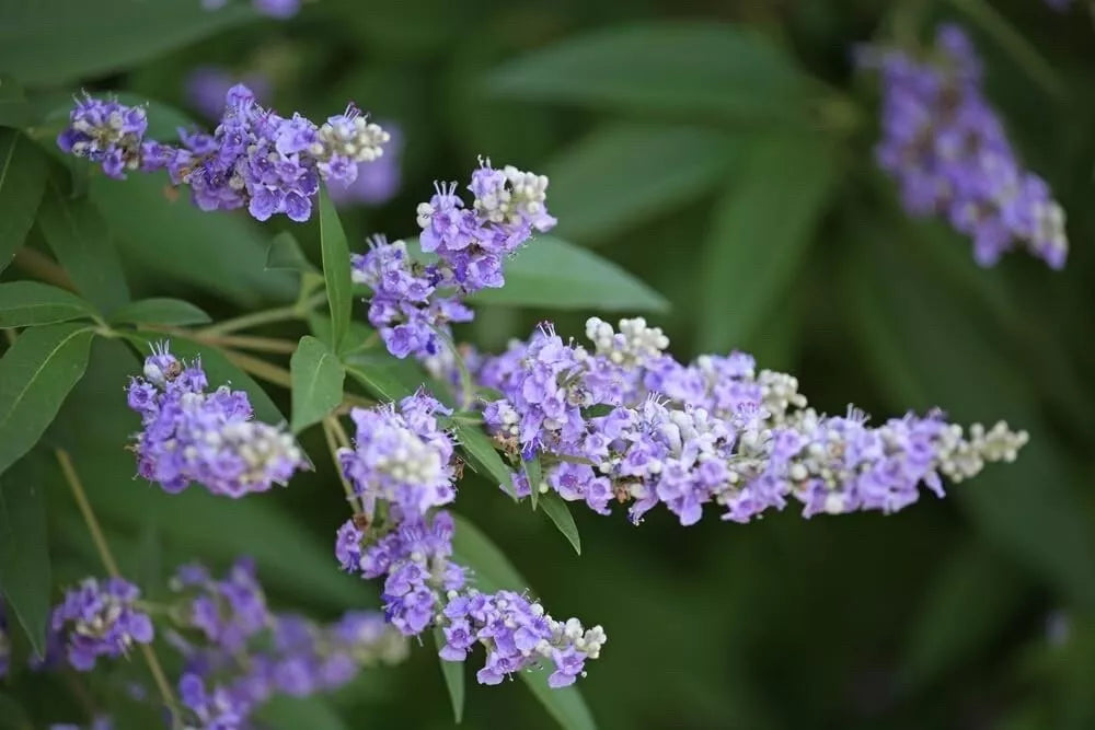 Monks Pepper Tree Seeds 30 Count Vitex agnus-castus Herbal Supplement for Natural Remedies