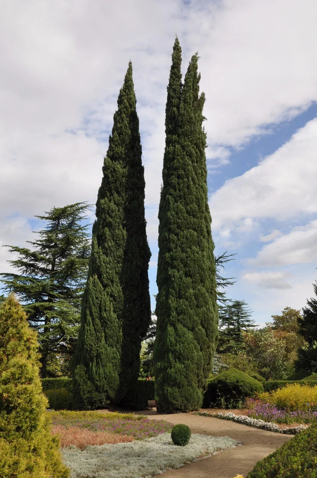 Italian Cypress Seeds - 25 Pack | Cupressus sempervirens Mediterranean Evergreen Tree