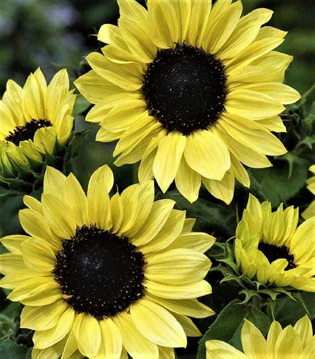 Sunflower Seeds - Moonshine Variety - 50+ Seeds - Helianthus annuus - Perfect for Gardens and Cut Flowers