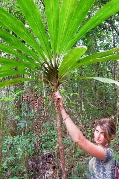 Cordyline sp. 'Wide Leaf' Tree Seeds - 20 Count | Tropical Ornamental Plant Seeds