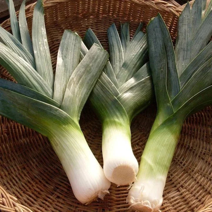 Big Giant Leek Seeds - 500 Pack, NON-GMO Heirloom Allium ampeloprasum, Full Sun, Easy to Grow, Home Garden, Culinary Use