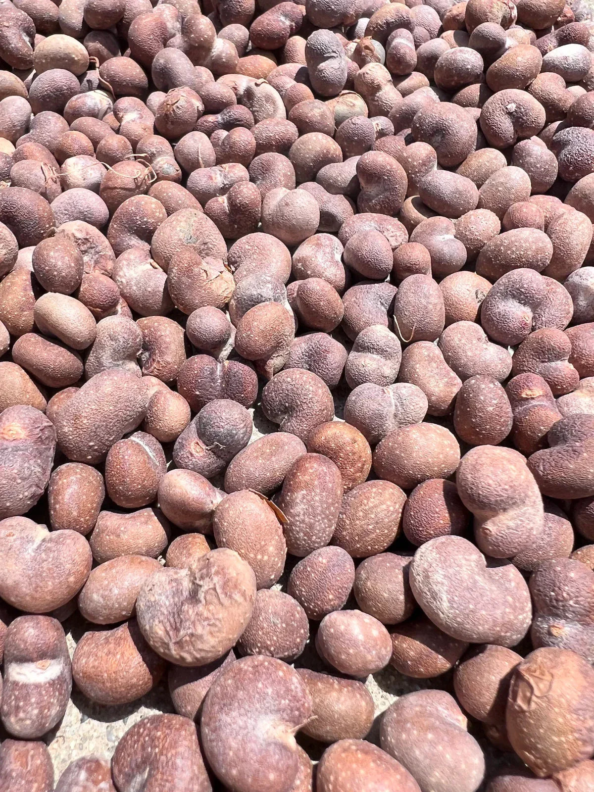 African Baobab Seeds - Adansonia Digitata - Drought-Tolerant Ornamental Tree Seeds for Landscaping