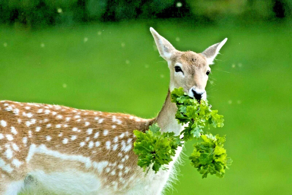 Deer Proof Native Wildflower Mix - 1 OZ+ - 15 Flowering Annuals & Perennials - Native Plant Seeds