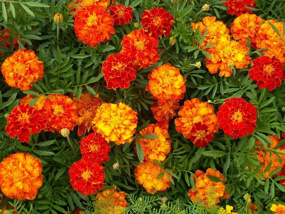 Marigold Seeds French Sparky Mix Tagetes | Over 150 Flower Seeds for Garden, Wildflower, Container | Tagetes patula