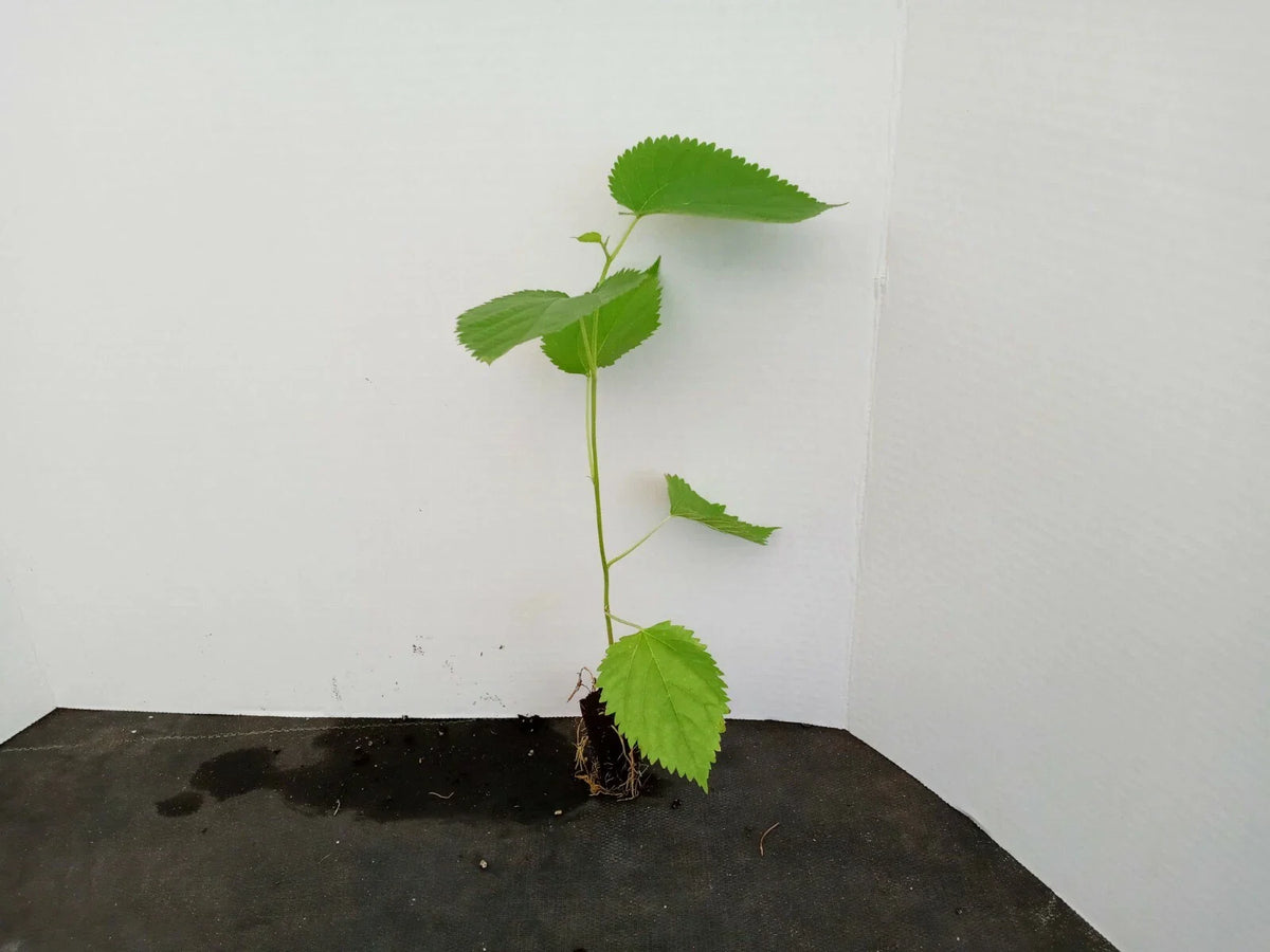 Dwarf Everbearing Mulberry Trees - 2 Starter Plants - Morus nigra - Organic, 4-12 Inches Tall, Zones 6-10, Edible Berries