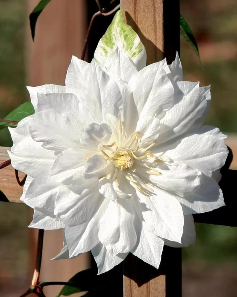 25 Double White Clematis Seeds | Climbing Perennial | Plumeria Bloom | Clematis spp.