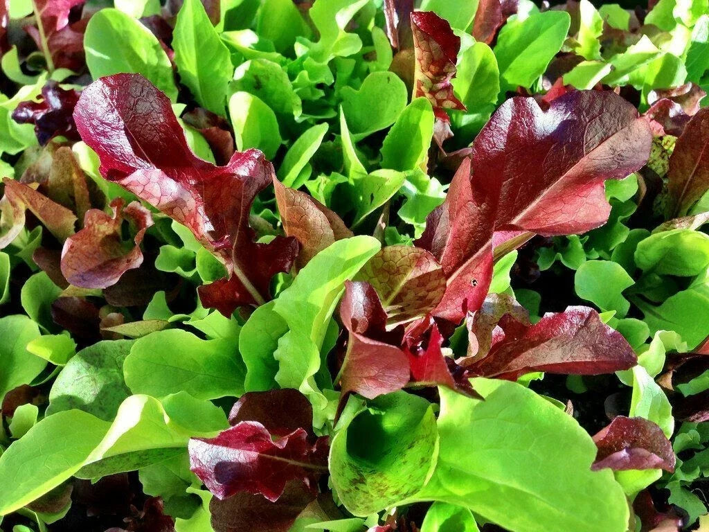 Mesclun Mix Seeds 500 | Salad Greens Variety for Lettuce, Mustard, Tatsoi, Mizuna, Kale, Arugula | Non-GMO, Easy to Grow