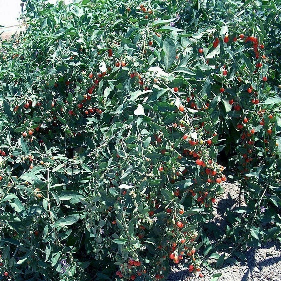 Goji Berry Cuttings - Bulk 100, Lycium barbarum, Deciduous Shrub for Home & Commercial Growing