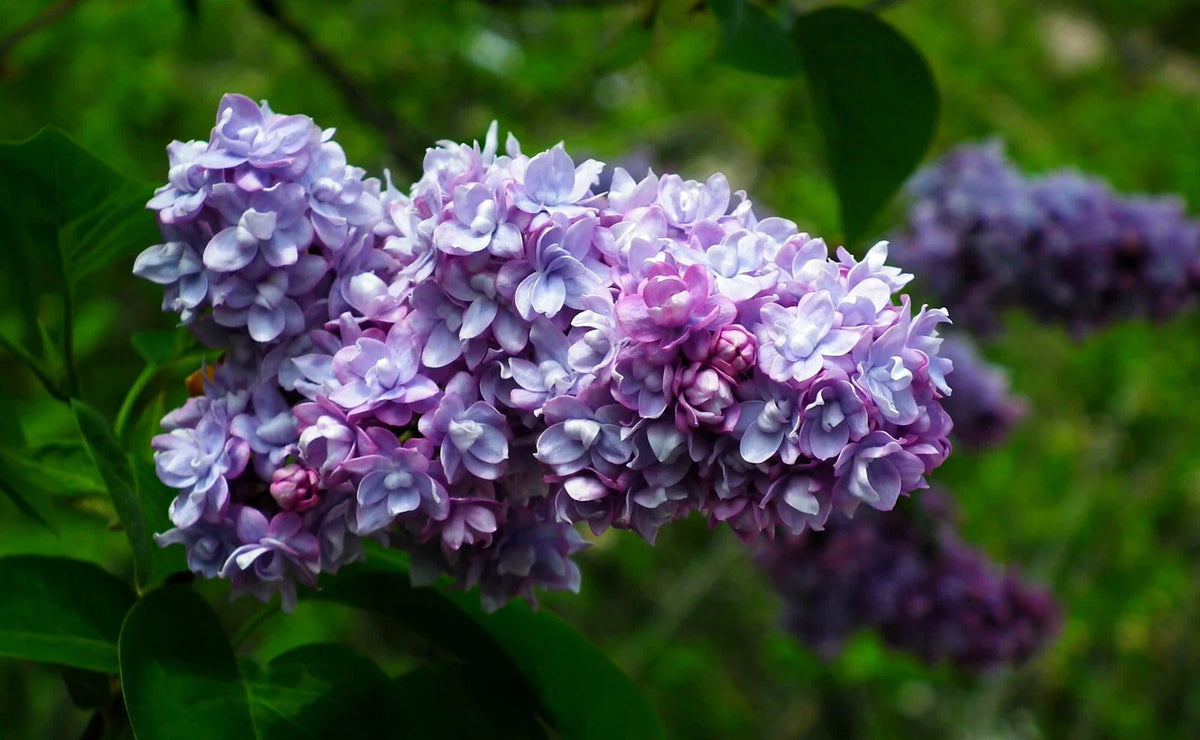 Live French Lilac Plant - President Grevy Variety - Syringa vulgaris - Fragrant Purple Blooms