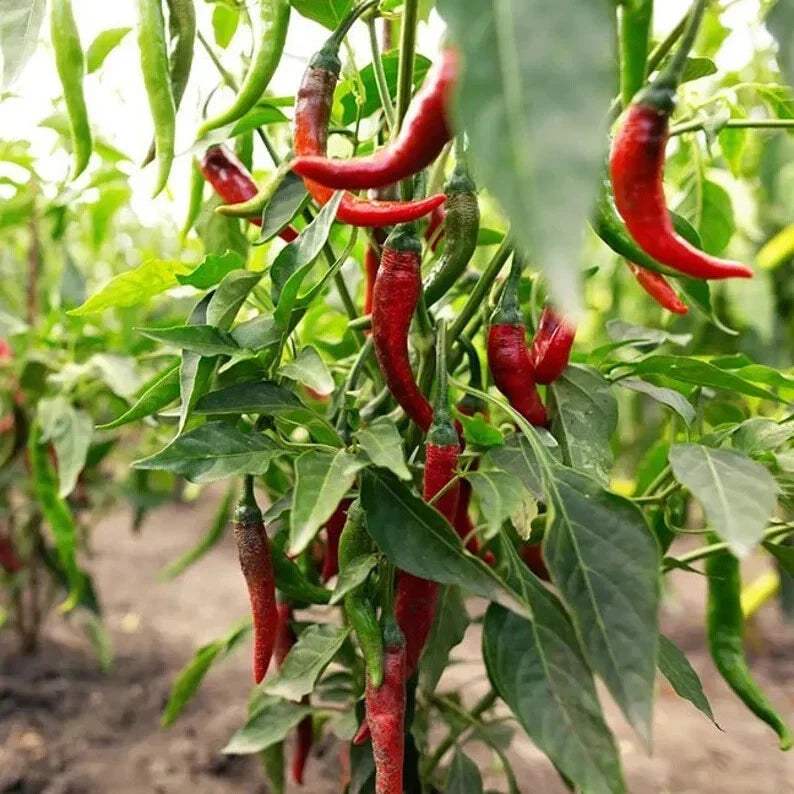 Hot Red Chilli Pepper Seeds – Organic Capsicum annuum – Spicy Culinary, Garden, and Greenhouse Growers – 100 Seeds