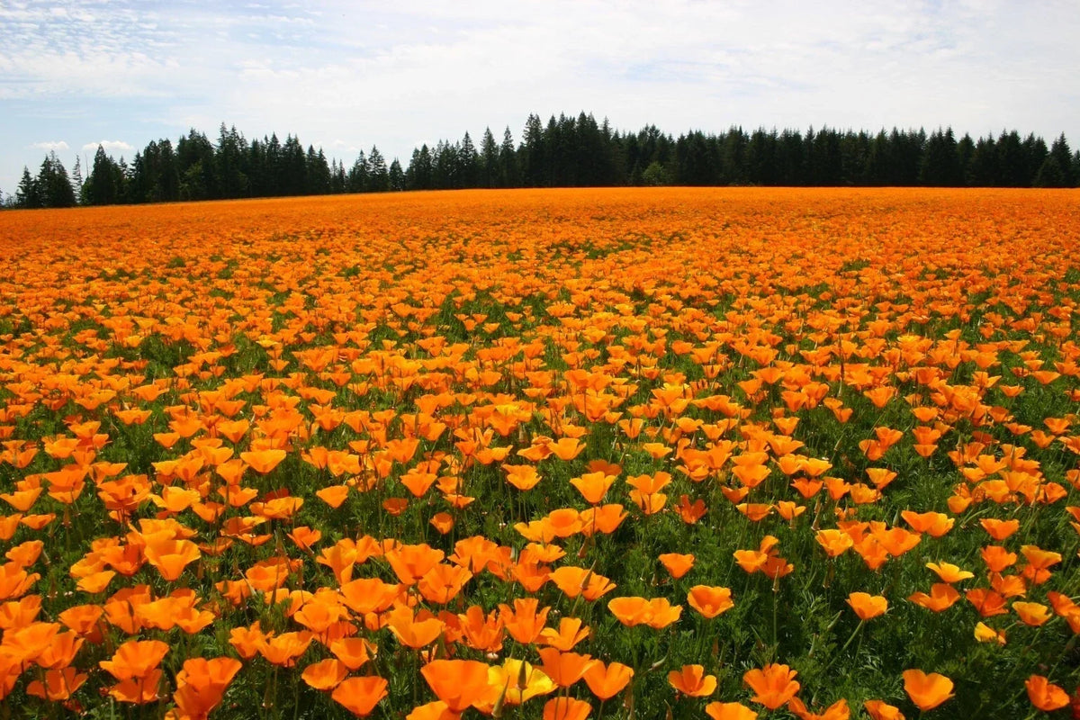 California Poppy Seeds - 500+ Orange Seeds - Eschscholzia californica - Bright Orange, Drought-Tolerant, Wildflower, Garden, Pollinator-Friendly