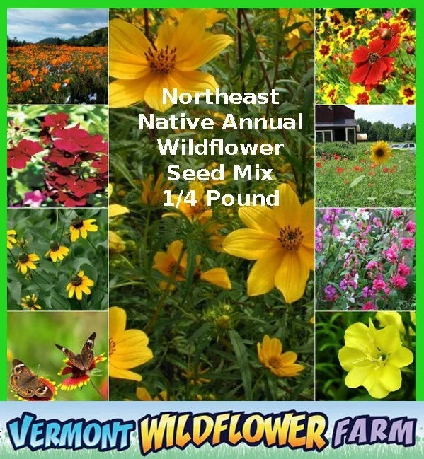 Northeast Native Annual Wildflower Seed Mix - 1/4 Pound Vermont Native Pollinator Garden Seeds