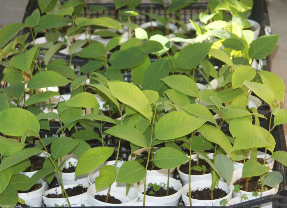 Cherimoya Seedling Plant - Extra Large Fruits - Annona cherimola - Live Rooted Plant for Home Gardening