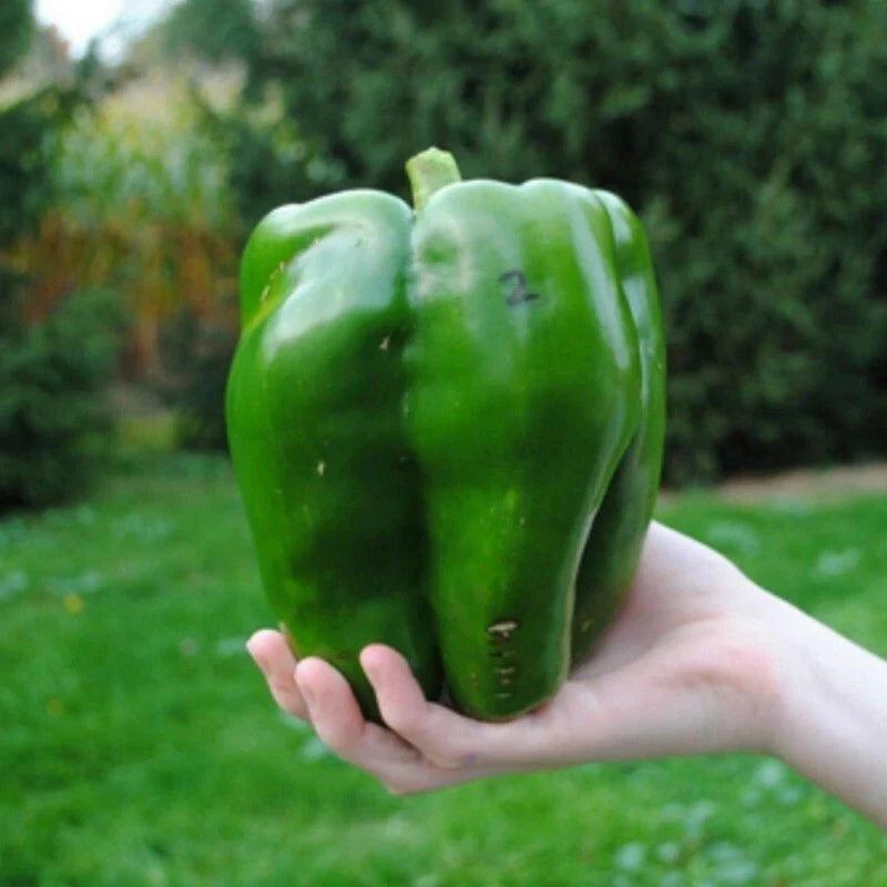 Emerald Giant Bell Pepper 25 Seeds Non-GMO Heirloom Organic Sweet Varieties - Capsicum annuum