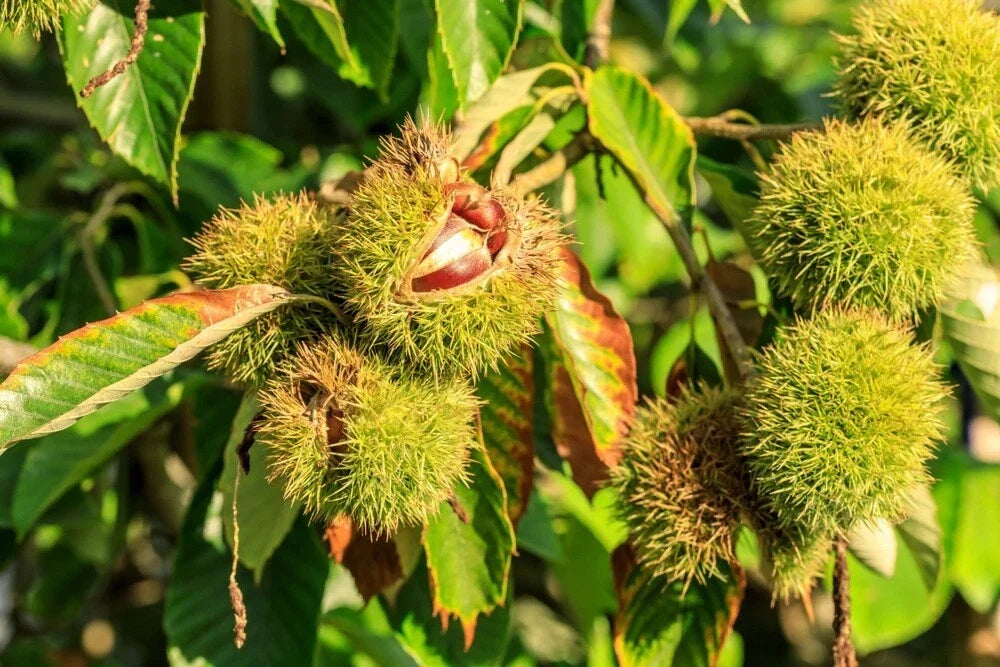 Chinese Chestnuts Tree Seeds - 100 Seeds for Planting Castanea mollissima, Deer Attracting, Full Sun