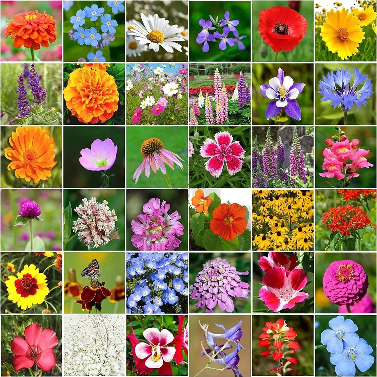 Wildflower Seeds Bulk Pack - 10,000+ Mix, 34 Perennial Varieties for Gardens & Pollinator Habitats