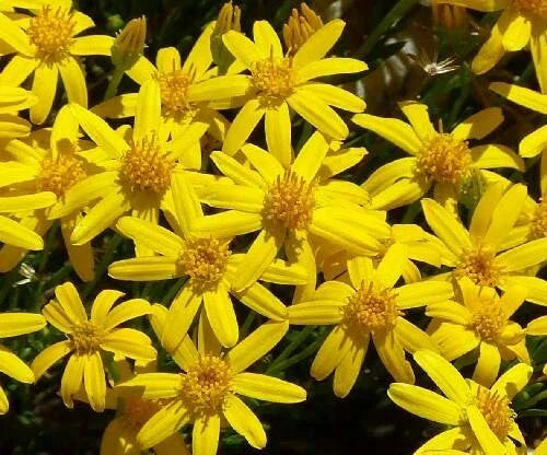 Damianita Seeds - 200 Chrysactinia Mexicana Daisy Seeds, Drought Tolerant Perennial