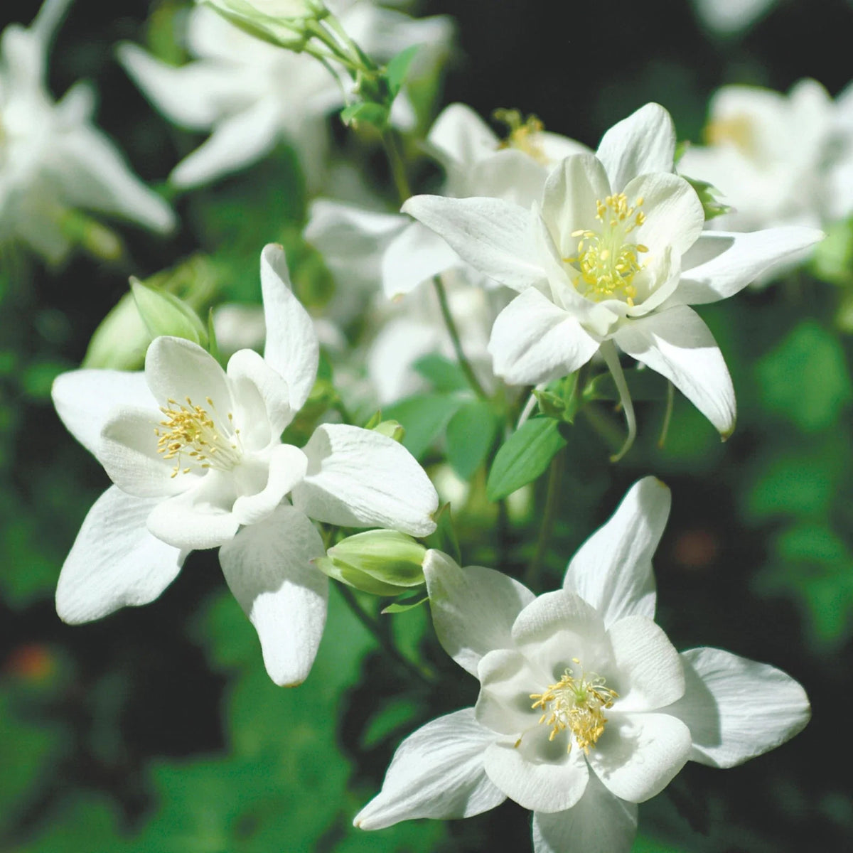Crystal Star Columbine Seeds | 50-1,000 Seeds | Non-GMO Aquilegia caerulea | Easy to Grow Garden Flower Seeds