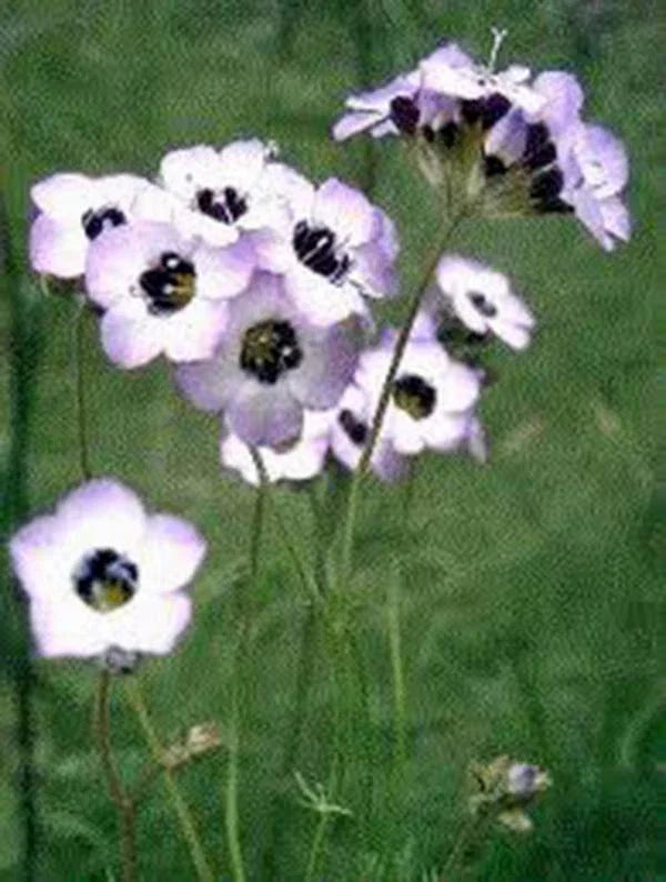 Bird's Eye Gilia Tricolor Seeds - 500 Count - Beautiful Delicate Lavender Blooms - Gilia tricolor