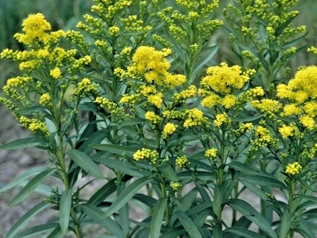 Goldenrod Seeds - 101+ Stiff Goldenrod Native Wildflower - Solidago rigida - Drought & Heat Tolerant, Autumn Blooms