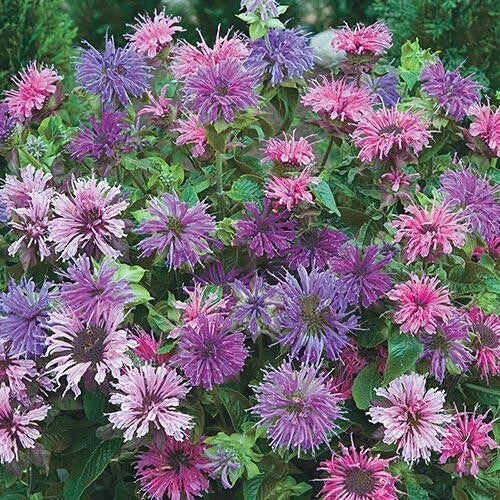 Bee Balm Seeds - 100 Blue Shades Hummingbird Flower Seeds - Monarda didyma
