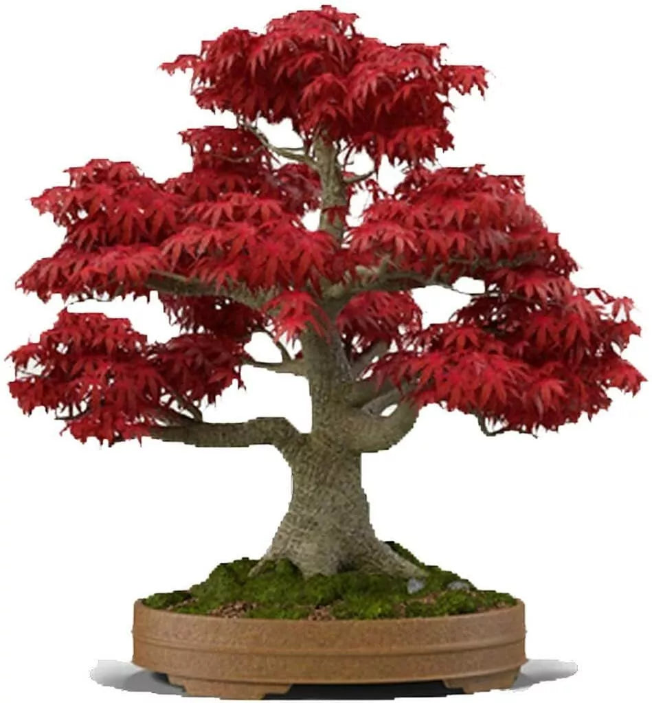Red Japanese Maple Tree Bonsai Seeds - 20 Pack, Acer palmatum, Ornamental, Dwarf, Garden Plant, Indoor/Outdoor Cultivation