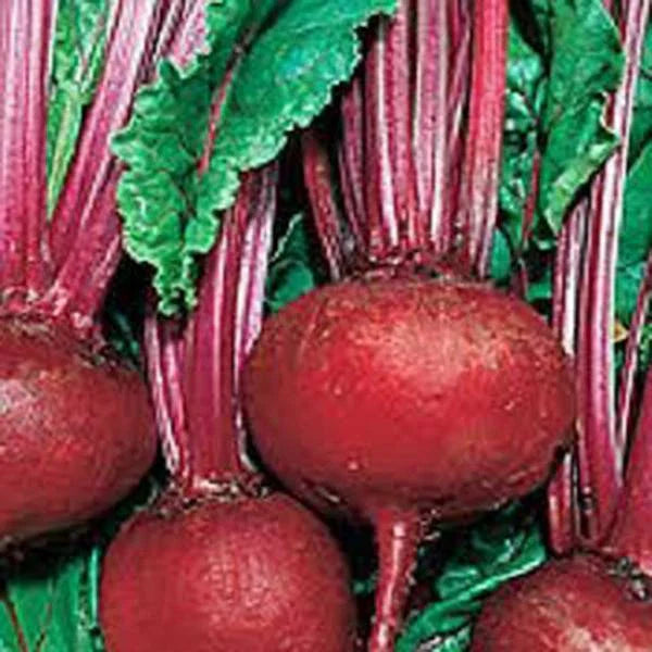 Beet Seeds - 50+ Heirloom Detroit Dark Red Non-GMO Sweet Beet Seeds - Garden Vegetable for Planting
