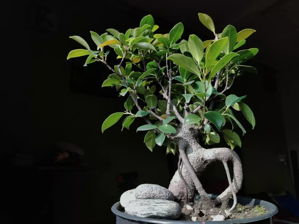 Weeping Fig Bonsai Tree Seeds - 30 Seeds - Ficus benjamina Indoor Plant, Easy to Grow, Decorative Houseplant