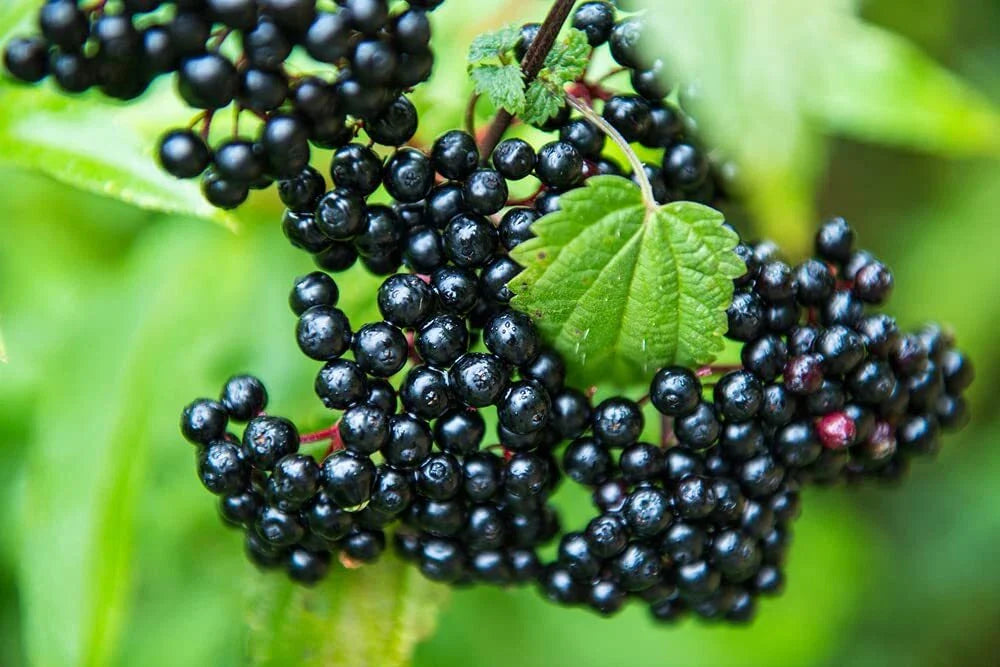 Fresh Elderberry Cuttings - 2 Black Bearing Cuttings for Planting - Sambucus nigra