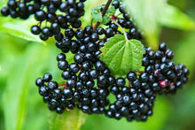 Fresh Elderberry Cuttings - 2 Black Bearing Cuttings for Planting - Sambucus nigra