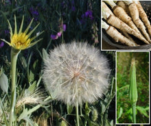 Mammoth Sandwich Island Salsify Seeds - 50+ Seeds - White Oyster - Tragopogon porrifolius