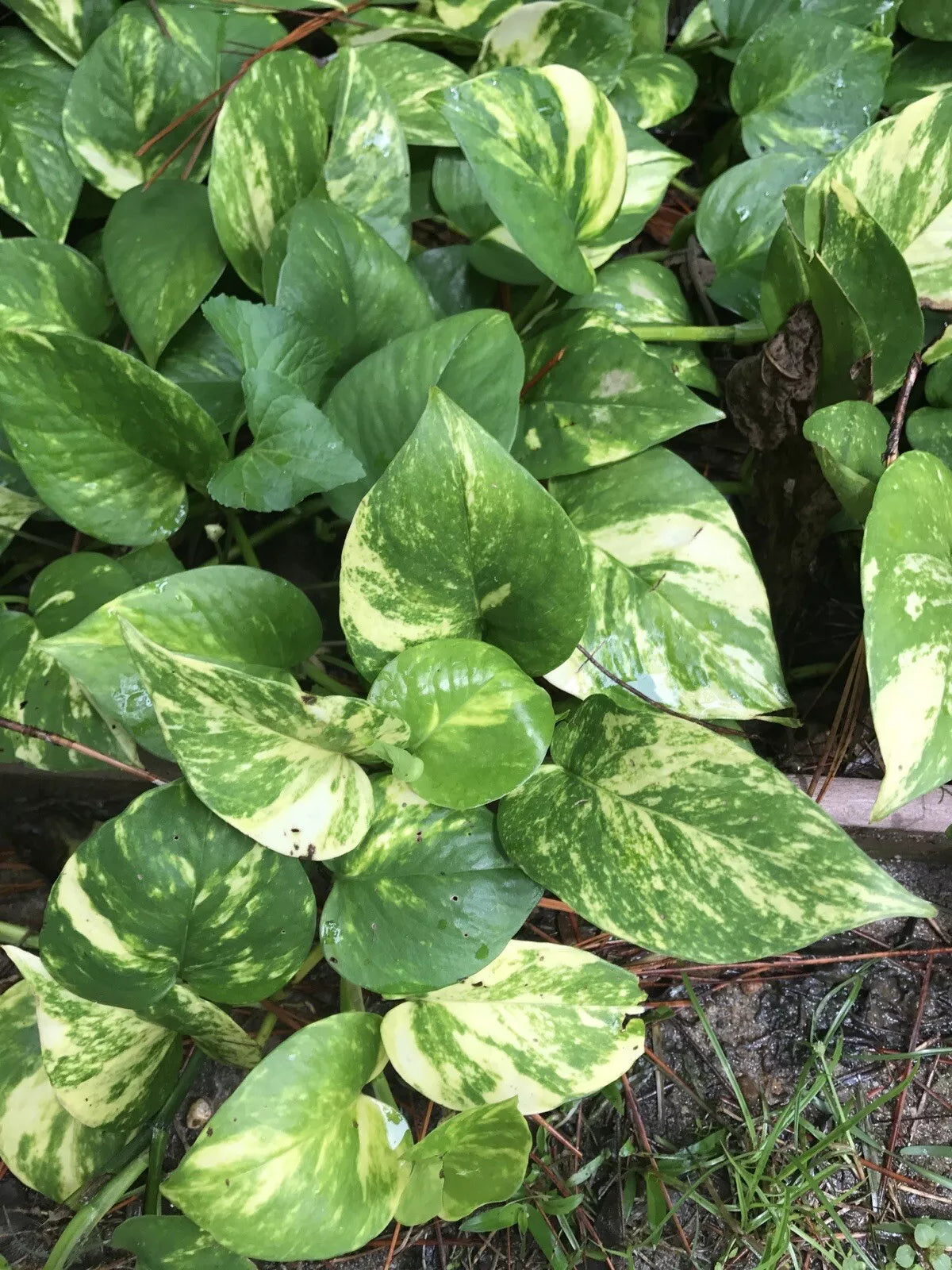 Golden Pothos Cuttings 10" - Devil's Ivy House Plant Epipremnum aureum - 10 Fresh Cuttings for Easy Growth, Hardy Zones 8-10