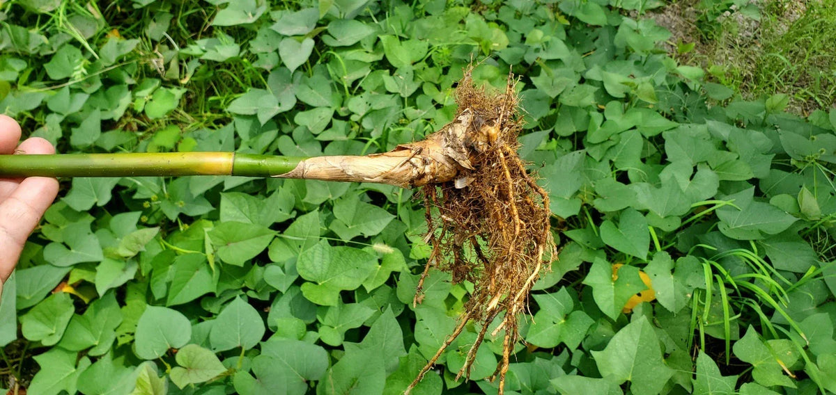 Golden Goddess Bamboo Starts – 5 Pack Bambusa Multiplex Clumping Cold Tolerant Ornamental Plant