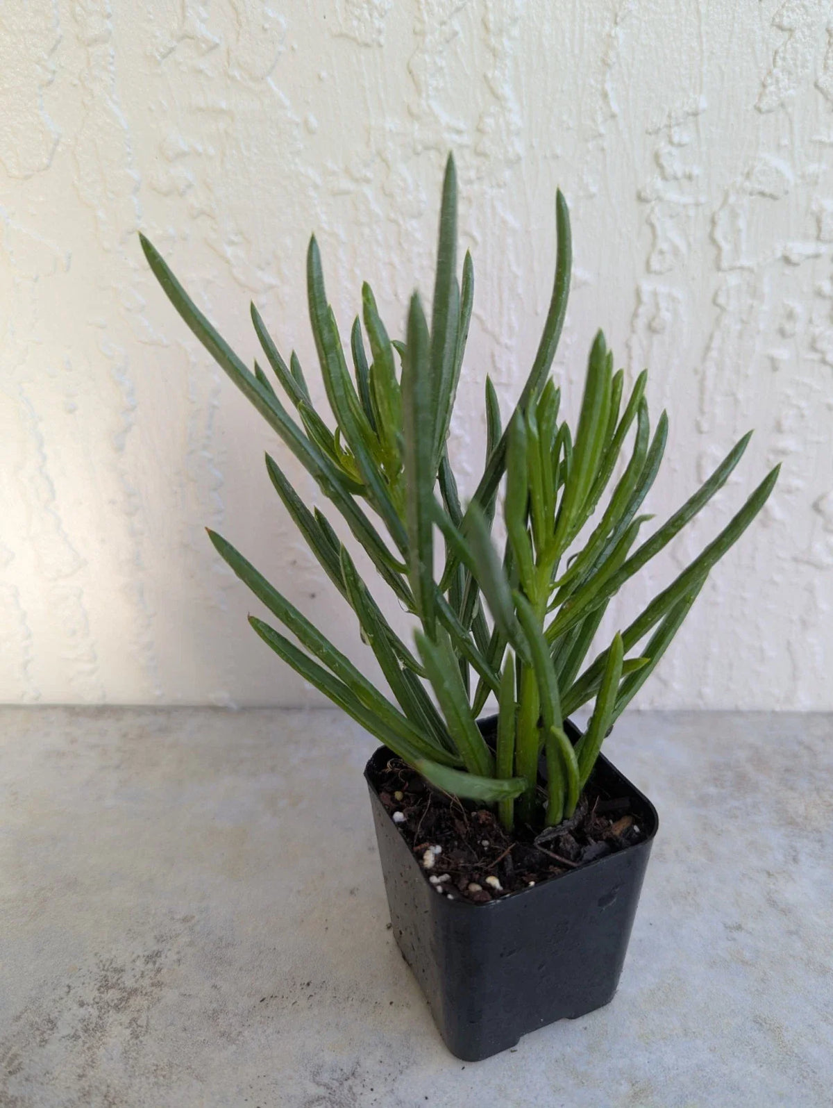 Green Bean Pincushion Peperomia 2" Rooted Pot - Peperomia Ferreyrae, Succulent Houseplant, Indoor Plant, Easy Care